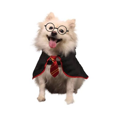 A fluffy white dog in a Coomour Dog Costume Pet Wizard Shirt for Dogs & Cats, complete with cape, tie, and glasses