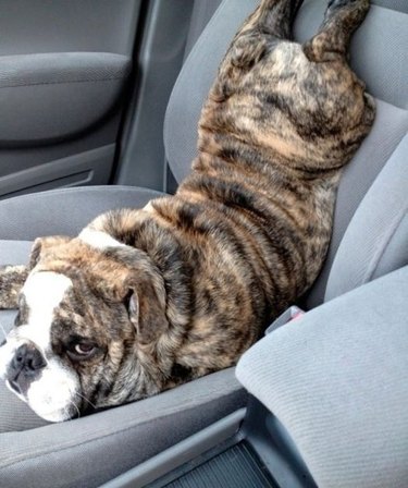 A brindle bulldog in a car's passenger seat, their front legs on the seat and their back legs up on the back of the seat