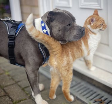 a dog and cat standing close together.