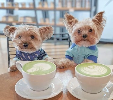 two yorkie puppies drinking matcha lattes.