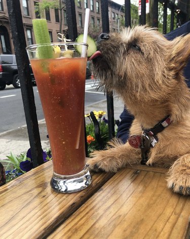 dog licking the cucumber in a Bloody Mary cocktail.