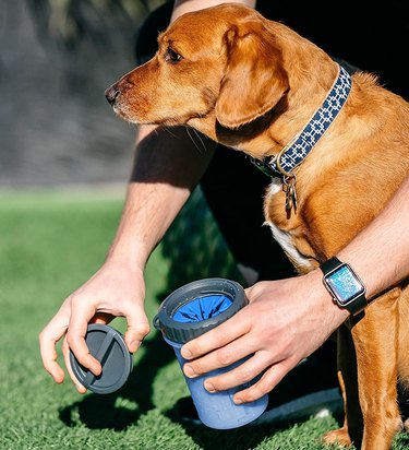 Person taking off lid to Mudbuster to use on a caramel-colored dog's paws.