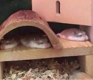 Three hamsters lying down flat inside of their cage.