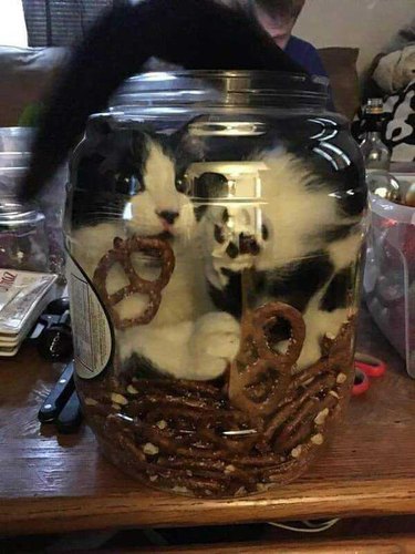 A black and white cat inside of a big jar of pretzels.