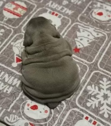 A photo of a small wrinkly gray puppy from above. His loose skin makes him look like a little puddle.
