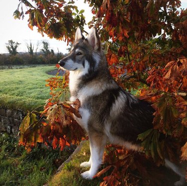 Wolf-like dog poses majestically with fall foliage