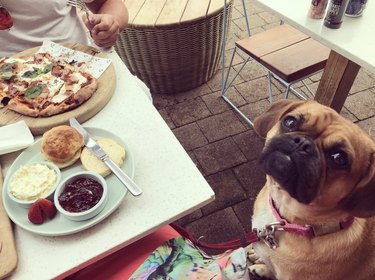 dog sitting at a brunch table.