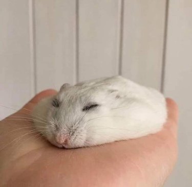 A white hamster lying flat in the palm of someone's hand.