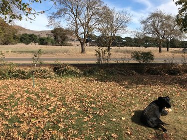 Dusty dog laying on lawn covered with leaves