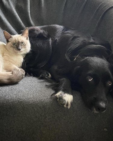 dog and cat lying on a couch.