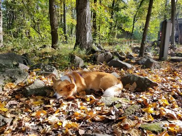 Corgi sleeping in pile of fall leaves