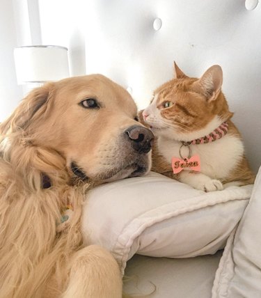 cat and dog nuzzling each other.