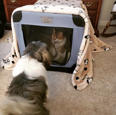 dog looking at a cat inside its crate.