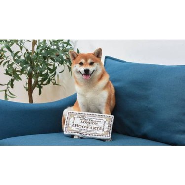 A Shiba Inu with a Fetch For Pets Harry Potter Platform 9 3/4 Ticket Crinkle Dog Toy