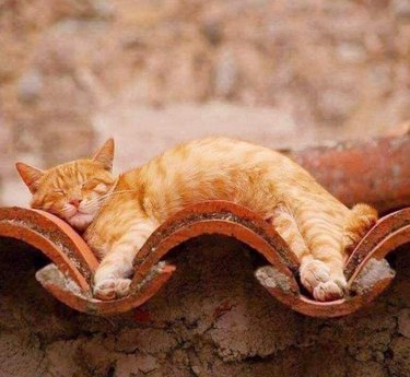 A sleeping orange cat perfectly filling in the crevices of a terra-cotta tiled roof.