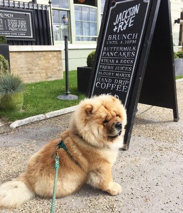 chowchow puppy sitting by brunch sign.