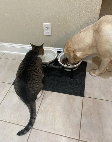 a cat and dog drinking and eating from bowls.