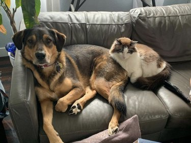 dog and cat lying near each other on a couch.