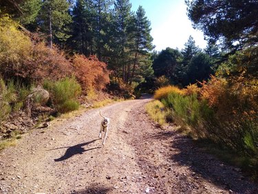 Dog running on a dirt path in autumn