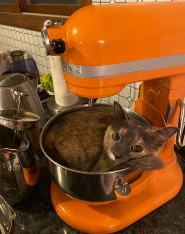 A cat curled up inside the bowl of a stand mixer.