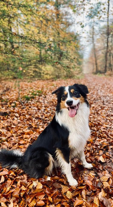 Dog sitting on fall leaves in a forest