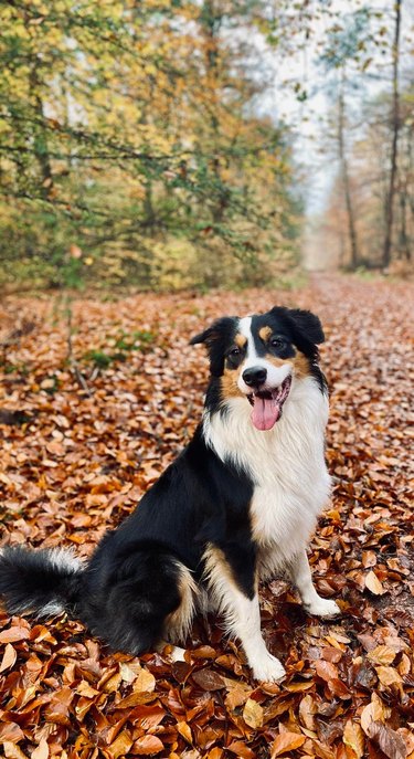 Dog poses with fall foliage.