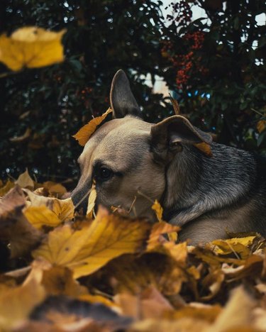Dog with nose tucked under pile of yellow leaves.