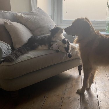 dog and cat almost touching noses.