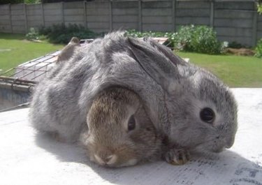Two brown bunnies, one draped over the other as if melting.