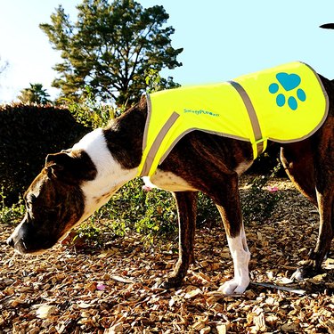 reflective dog vest