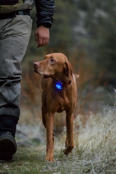 LED dog light clip