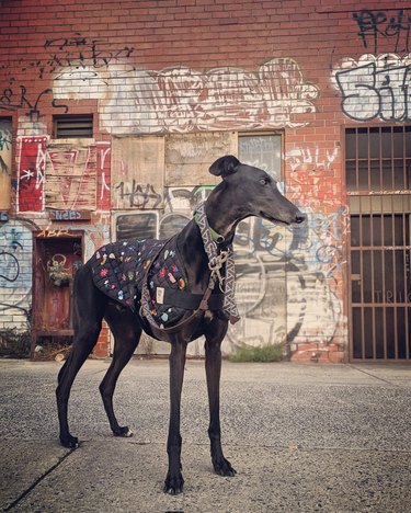 doberman wearing punk jacket