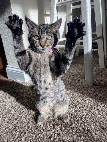 cat with paws up