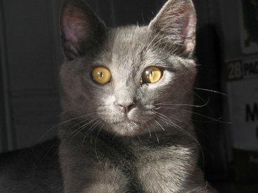 grey kitty with bright yellow eyes