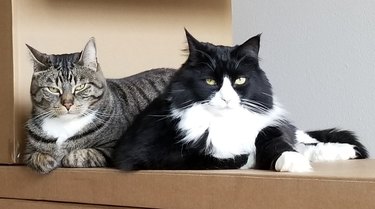 cats sitting in a cardboard box looking unamused