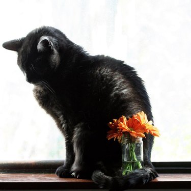 solemn black cat and a vase of orange flowers