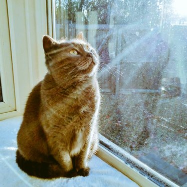 cat soaks up sun rays in a window