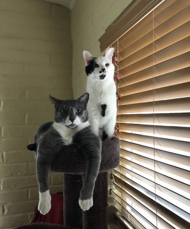 cats resemble the Sparks Brothers while sitting in a cat gym