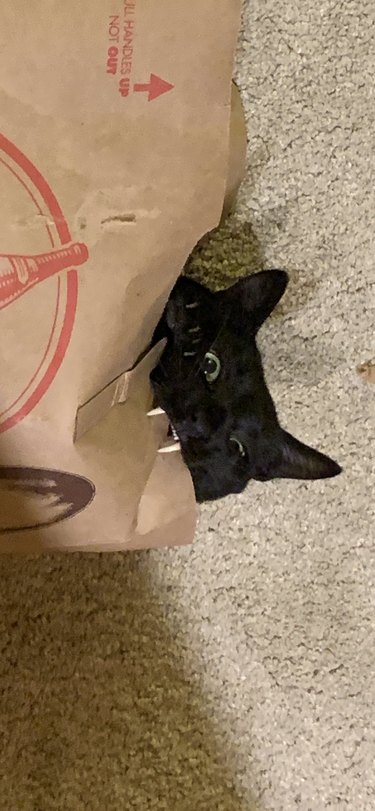 black cat bites paper bag like vampire