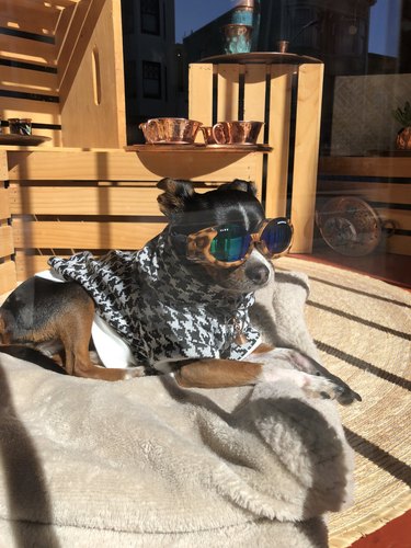 a dog wearing sunglasses and a stylish cape