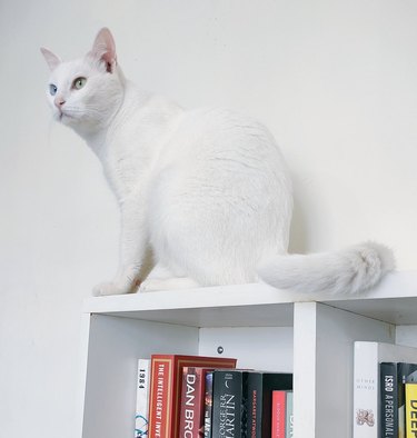 white cat with blue and green eyes, on top of a bookshelf