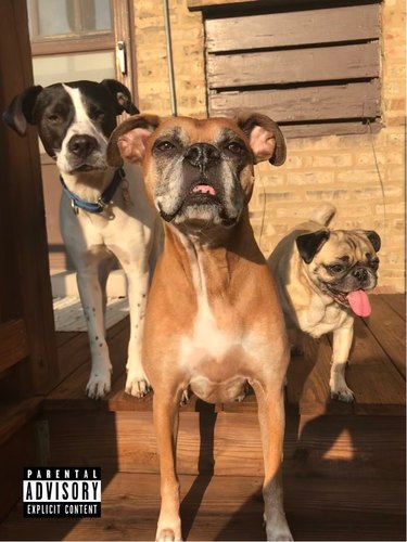 three dogs pose for album cover