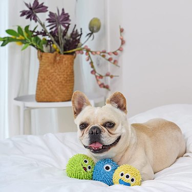 French bulldog sititng on a bed with three plush monster ball toys that squeak.