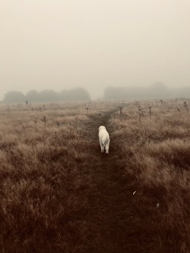 a white dog walks into a misty marsh