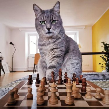 cat plays chess