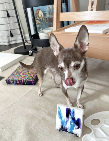 a chihuahua dog with their painting.