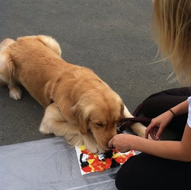 a dog in the process of painting.