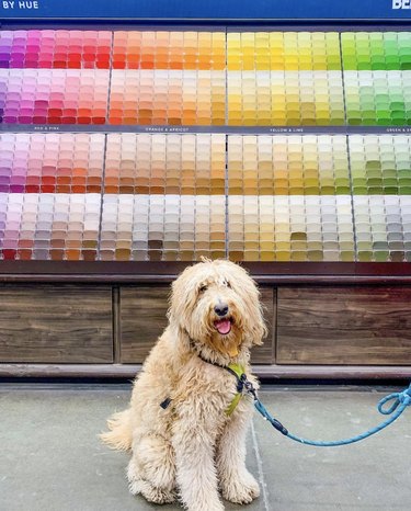 dog standing in front of a wall of paint swatches.