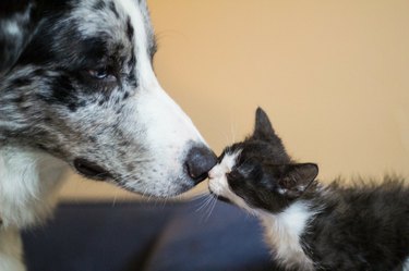 dog and kitten boop noses