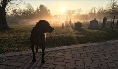 a dog in a misty cemetery with a sun glow